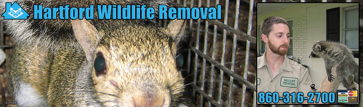Hartford Wildlife and Animal Removal